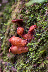 tasmanian fungi tarkine philosopher falls