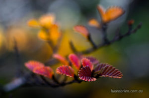 Autumn hues of the fagus leaves 