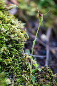 maroonhood orchid mt field tasmania