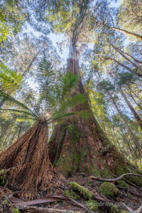 tall trees track mt field national park tasmania