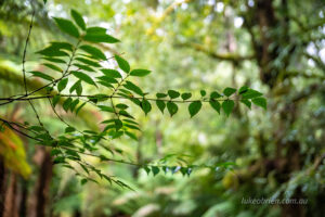 Tasmanian Sassafras Atherosperma moschatum leaves against the rainforest canopy