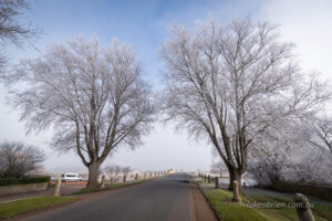 Beautifully frosted Elms in Ross, Tasmania