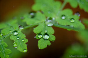 Raindrops on a batswing fern, Styx Valley