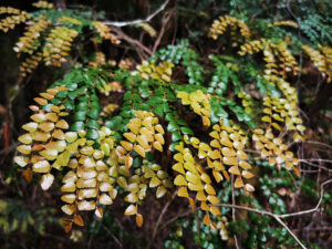 Spring growth on the myrtle beech (Nothofagus cunninghamii) trees