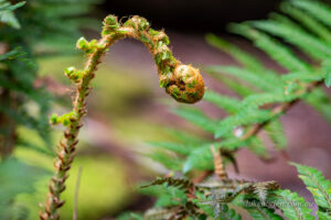 New fern frond unfurling, Styx Valley