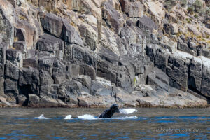 Humpback Whale off the Tasman Peninsula