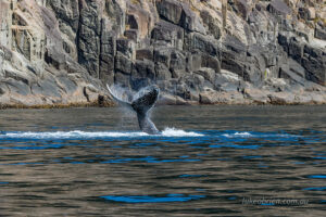 Humpback Whale at Cape Pillar, Tasman Island Cruise