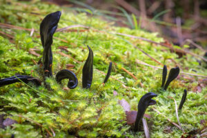 Earth tongue fungi in the Styx Valley