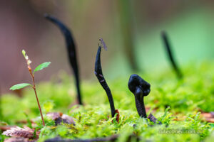 Mosquito atop a Geoglossum cookeanum or "Earth tongue" fungi in the Styx Valley 