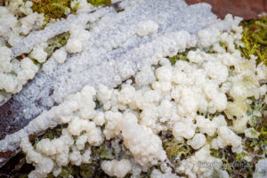 White fungi - or even a slime mold on the Russell Falls track